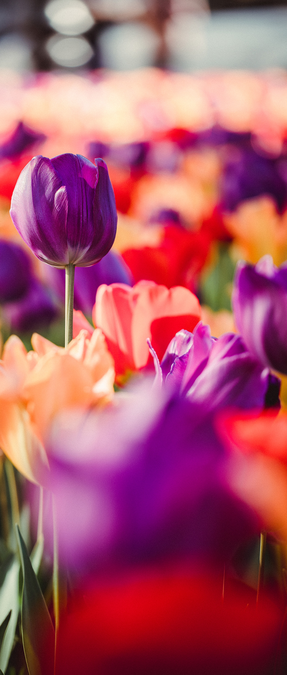 Tulpen